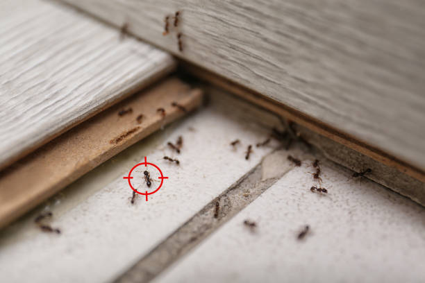 Best Bed Bug Extermination  in Running Springs, CA