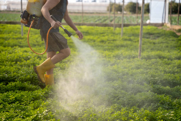 Best Exterminator Services  in Running Springs, CA