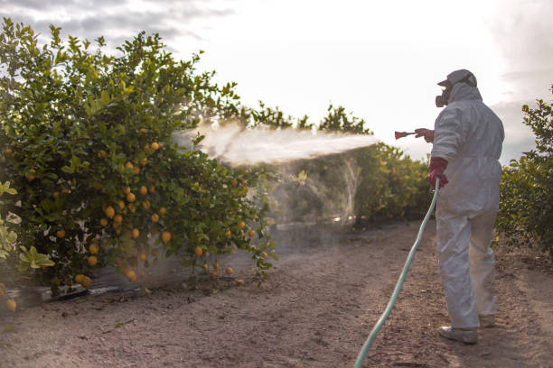 Best Best Pest Control Companies  in Running Springs, CA