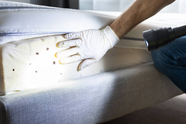 Pest Control Cost in Running Springs, CA