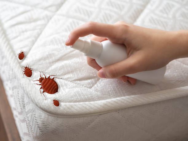 Best Termite Control Services  in Running Springs, CA