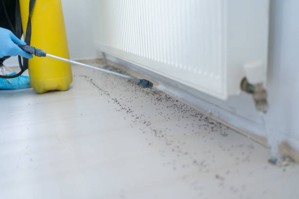 Best Spider Control Near Me  in Running Springs, CA